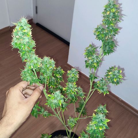 Sour Candy growlog timeline photo
