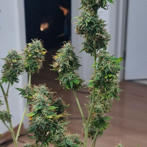 Sour Candy growlog timeline photo