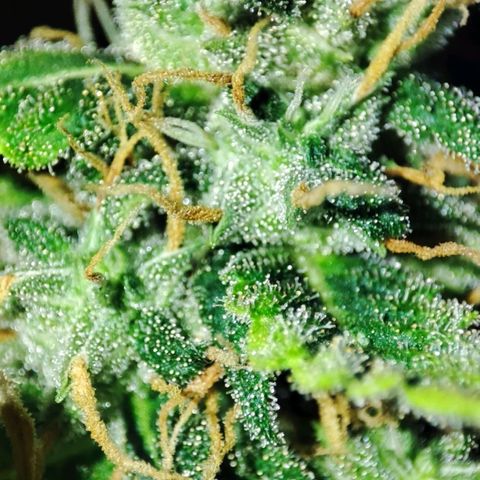 Sour Candy growlog timeline photo