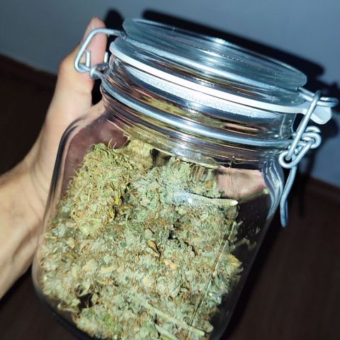 Sour Candy growlog timeline photo