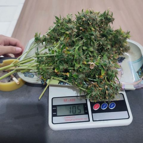 Sour Candy growlog timeline photo