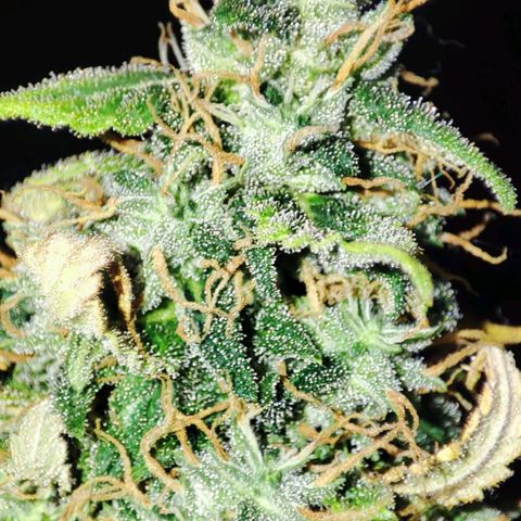 Sour Candy growlog timeline photo