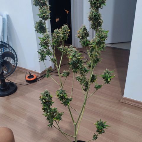 Sour Candy growlog timeline photo