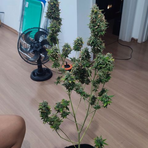 Sour Candy growlog timeline photo