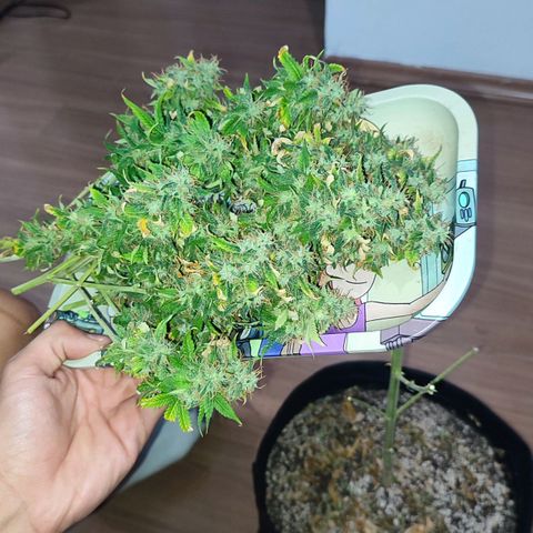 Sour Candy growlog timeline photo