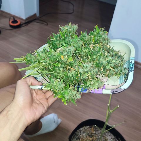 Sour Candy growlog timeline photo