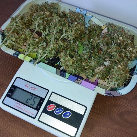 Sour Candy growlog timeline photo