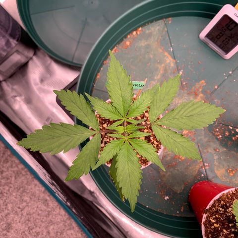 Sensi Skunk - Sensi Seeds growlog timeline photo