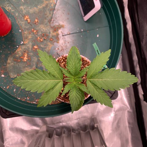 Member Berry - Ethos growlog timeline photo