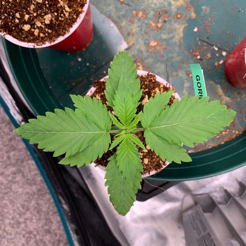 Gorilla Glue - Sweetgrass growlog timeline photo
