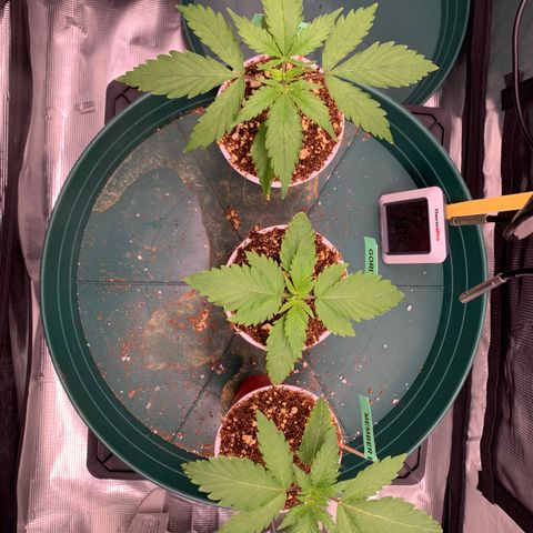 Gorilla Glue - Sweetgrass growlog photo: Left to right: Sensi skunk, gorilla glue, member berry