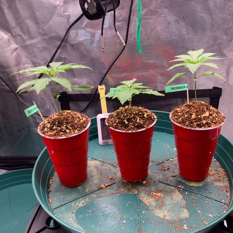 Gorilla Glue - Sweetgrass growlog photo: Left to right: Sensi skunk, gorilla glue, member berry