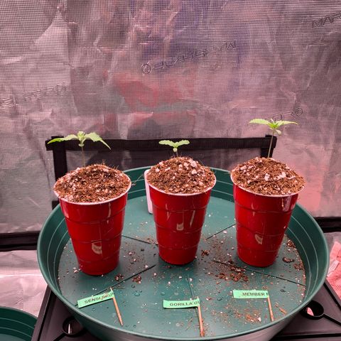 Gorilla Glue - Sweetgrass growlog photo: Left to right: Sensi skunk, gorilla glue, member berry