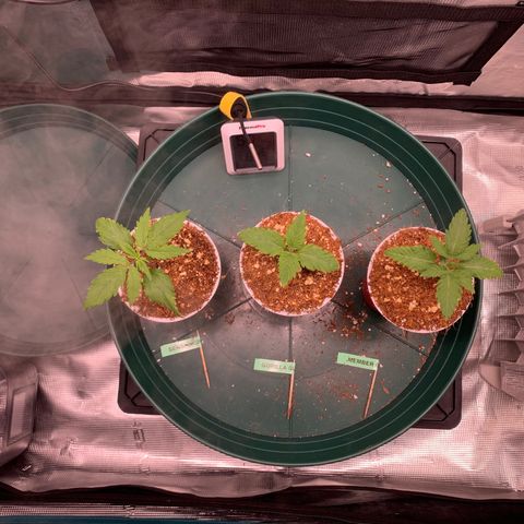 Gorilla Glue - Sweetgrass growlog photo: Left to right: Sensi skunk, gorilla glue, member berry