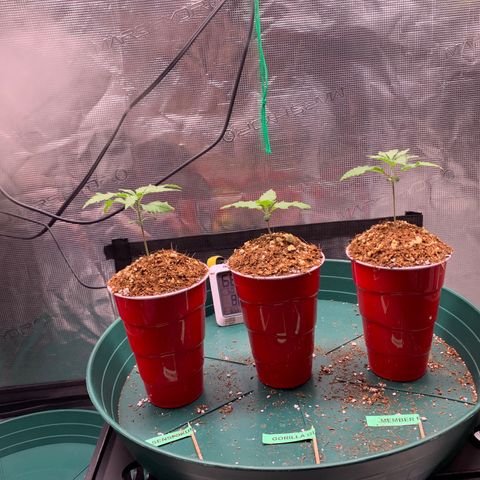Gorilla Glue - Sweetgrass growlog photo: Left to right: Sensi skunk, gorilla glue, member berry