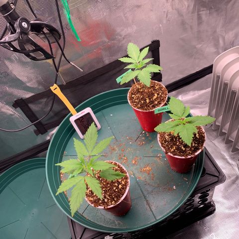 Gorilla Glue - Sweetgrass growlog photo: Left: Sensi skunk, right bottom: gorilla glue, right top: member berry 