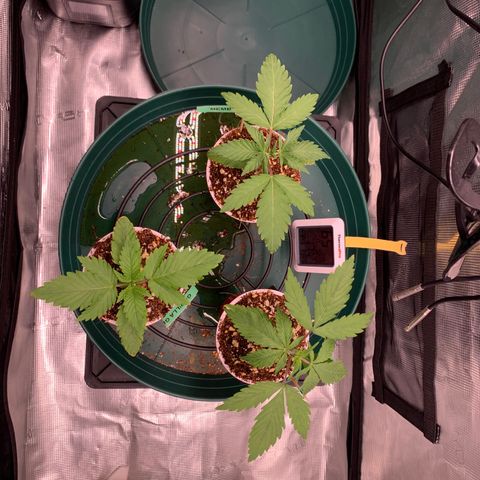 Gorilla Glue - Sweetgrass growlog photo: Post watering