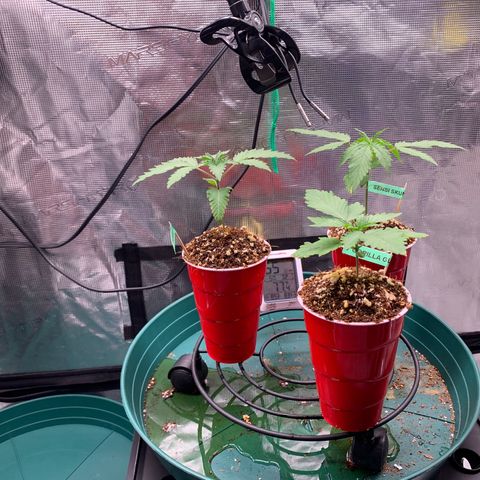 Gorilla Glue - Sweetgrass growlog photo: Post watering