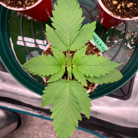 Gorilla Glue - Sweetgrass growlog timeline photo