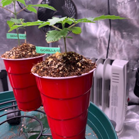 Gorilla Glue - Sweetgrass growlog timeline photo
