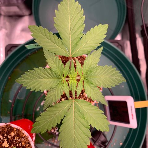 Member Berry - Ethos growlog timeline photo
