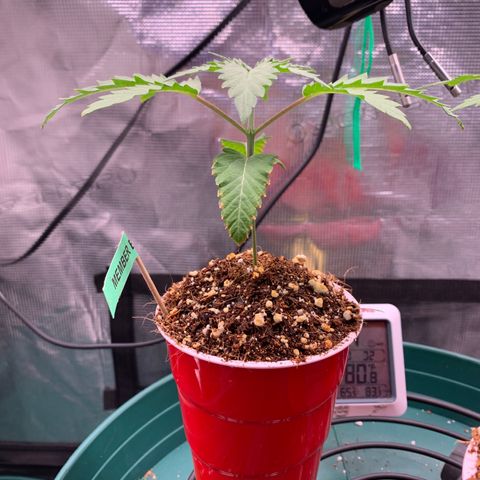 Member Berry - Ethos growlog timeline photo