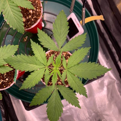 Sensi Skunk - Sensi Seeds growlog timeline photo