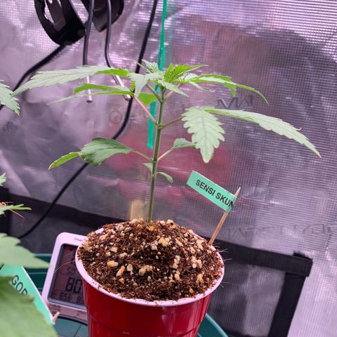 Sensi Skunk - Sensi Seeds growlog timeline photo