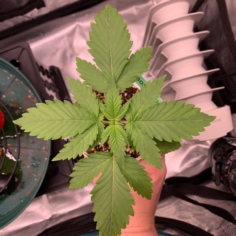 Gorilla Glue - Sweetgrass growlog timeline photo