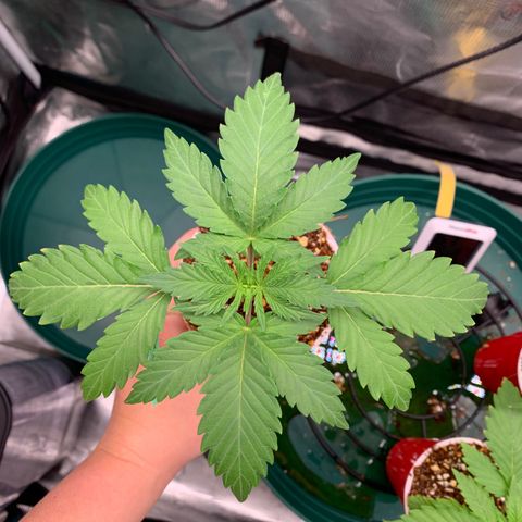 Member Berry - Ethos growlog timeline photo