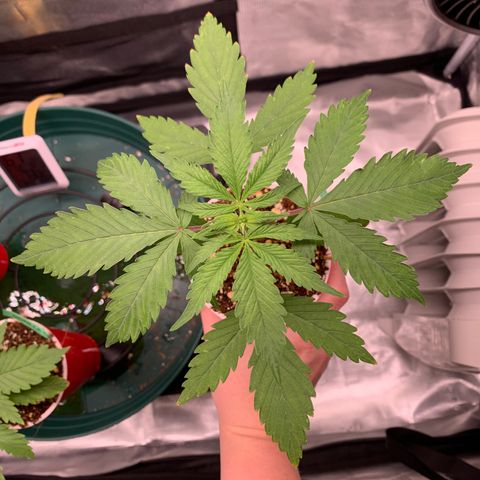 Sensi Skunk - Sensi Seeds growlog timeline photo