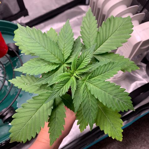 Gorilla Glue - Sweetgrass growlog timeline photo