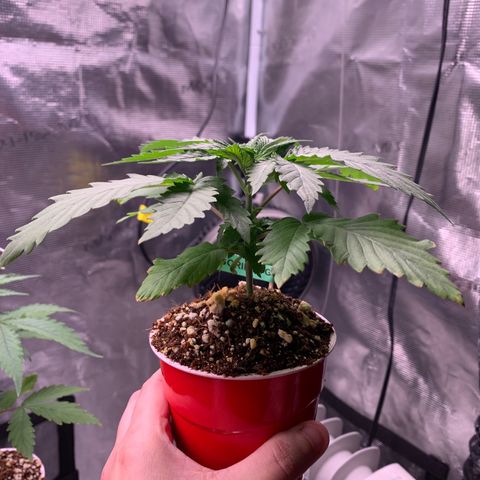 Gorilla Glue - Sweetgrass growlog timeline photo