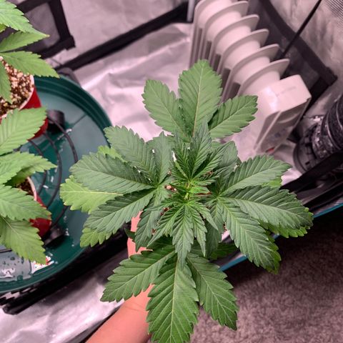 Member Berry - Ethos growlog timeline photo