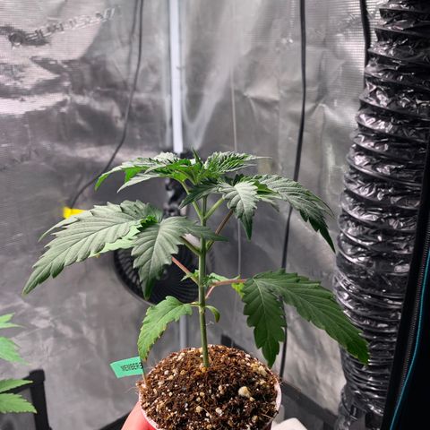 Member Berry - Ethos growlog timeline photo