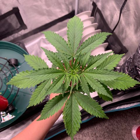 Sensi Skunk - Sensi Seeds growlog timeline photo