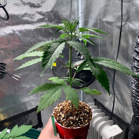 Sensi Skunk - Sensi Seeds growlog timeline photo