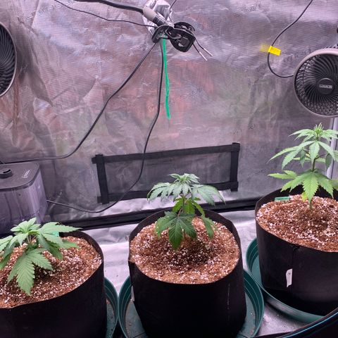 Gorilla Glue - Sweetgrass growlog photo: Post transplant. Left to right: gorilla glue, member berry, Sensi skunk