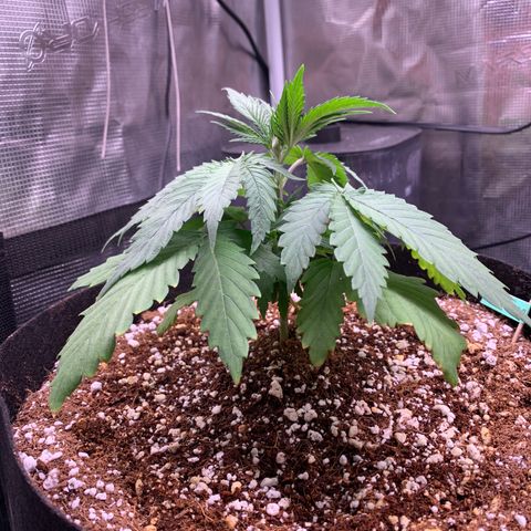 Gorilla Glue - Sweetgrass growlog timeline photo