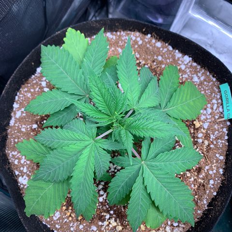 Gorilla Glue - Sweetgrass growlog timeline photo