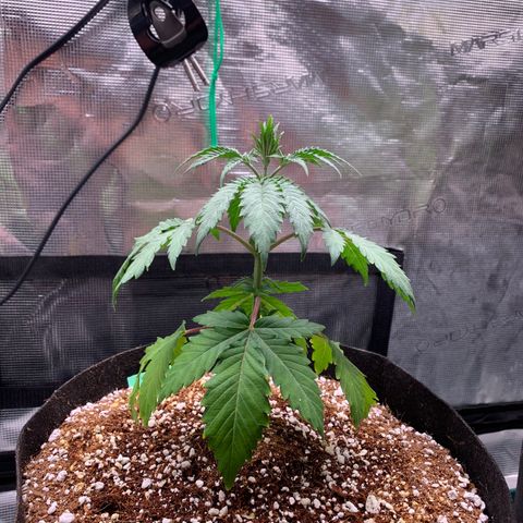 Member Berry - Ethos growlog timeline photo