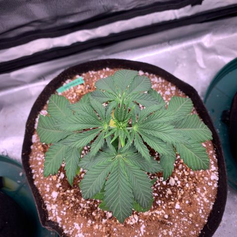 Member Berry - Ethos growlog timeline photo