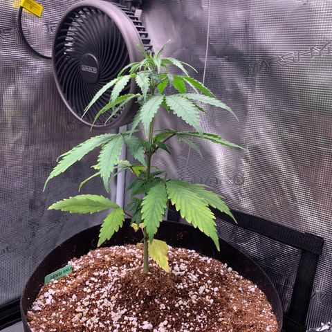 Sensi Skunk - Sensi Seeds growlog timeline photo