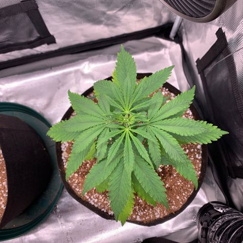 Sensi Skunk - Sensi Seeds growlog timeline photo