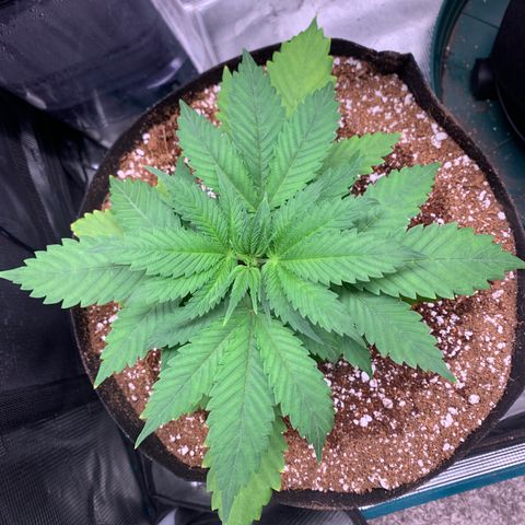 Gorilla Glue - Sweetgrass growlog timeline photo