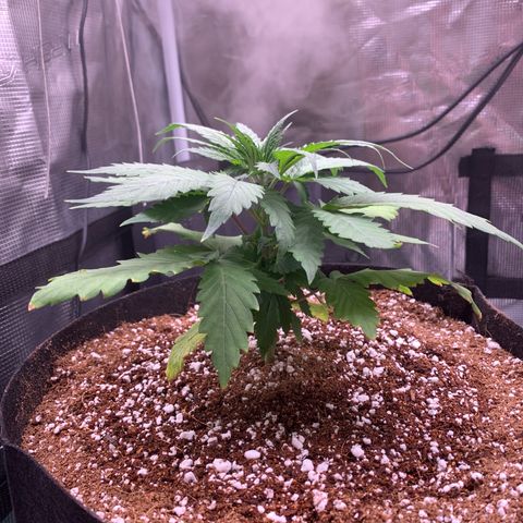 Gorilla Glue - Sweetgrass growlog timeline photo