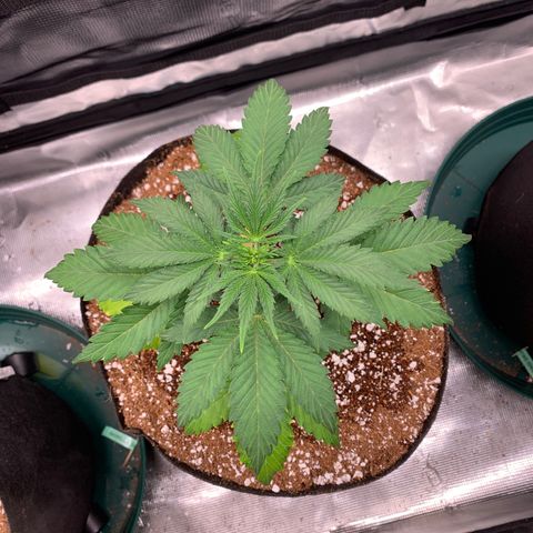 Member Berry - Ethos growlog timeline photo