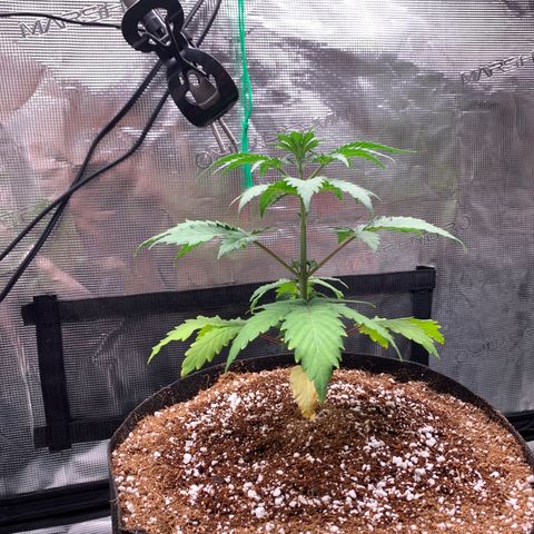 Member Berry - Ethos growlog timeline photo
