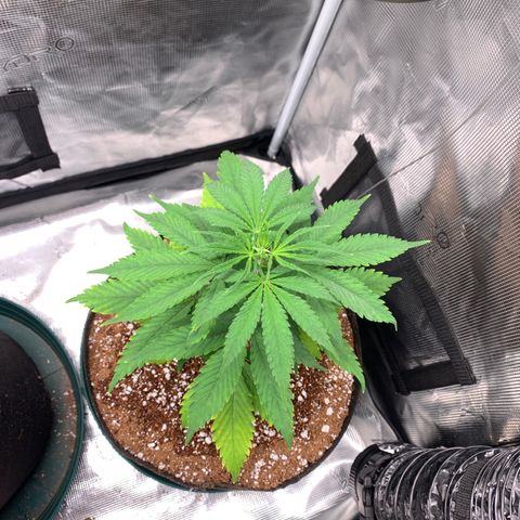 Sensi Skunk - Sensi Seeds growlog timeline photo