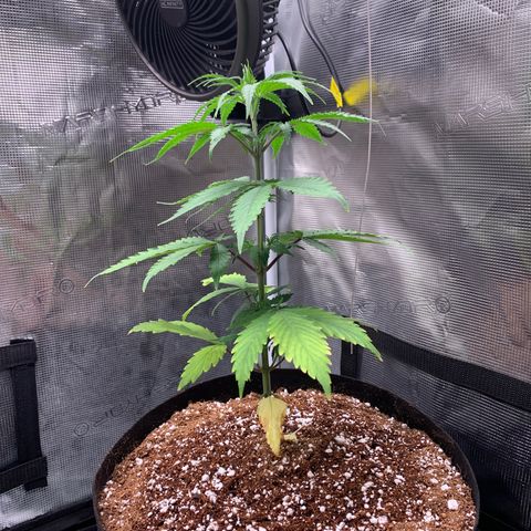 Sensi Skunk - Sensi Seeds growlog timeline photo